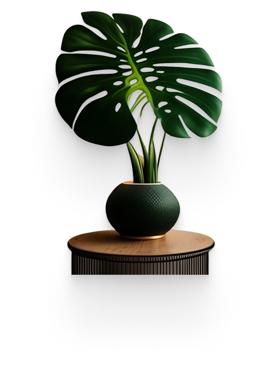 Ficus elastica plant in a round white pot
