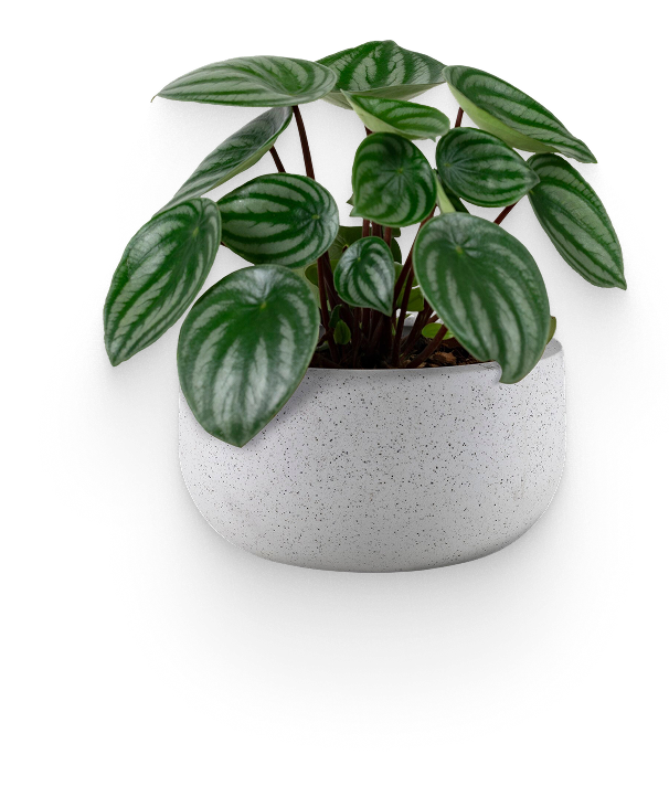 Ficus elastica plant in a round white pot