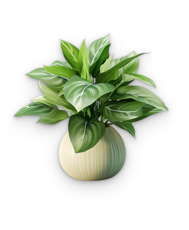 Ficus elastica plant in a round white pot