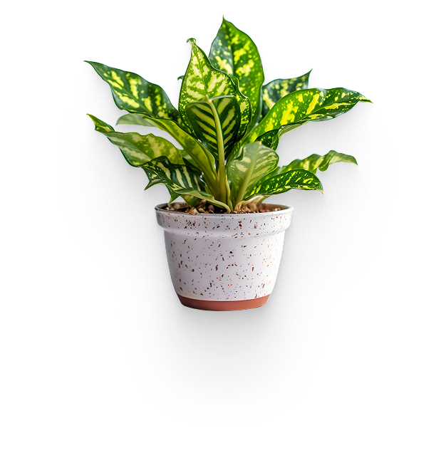 Green and yellow leaf plant in a pot