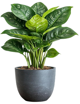 Lush green plant in a dark grey pot