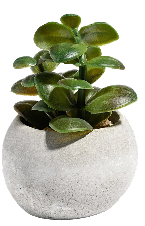 Lush green plant in a dark grey pot