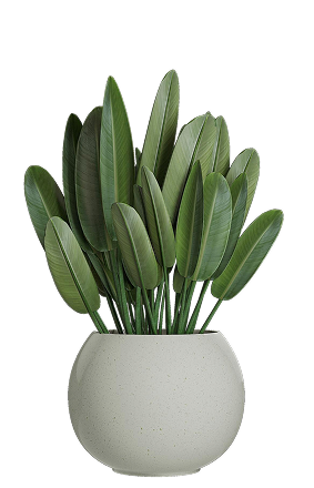 Plant with striped leaves in a white pot